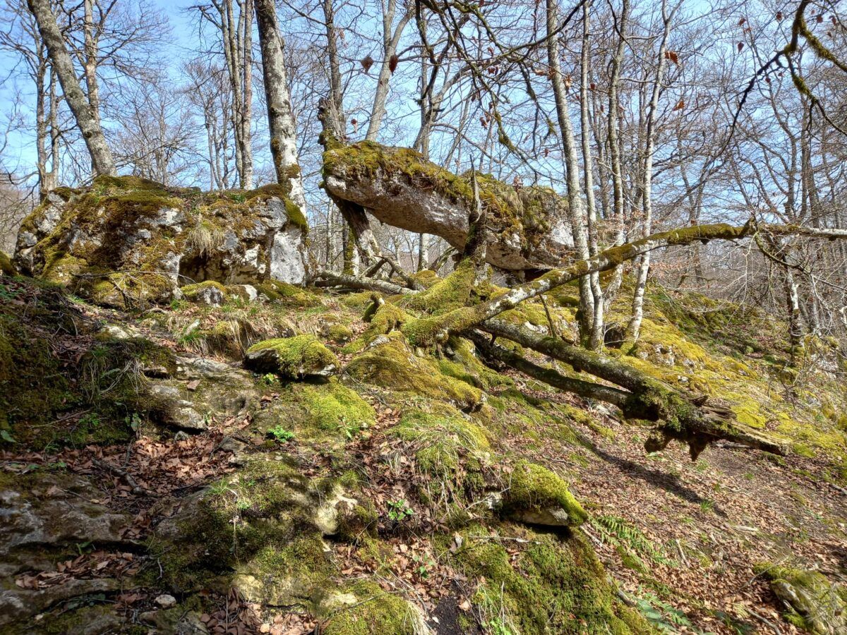 Bosque encantado de Urbasa. Taller Plus 55. Donosti City