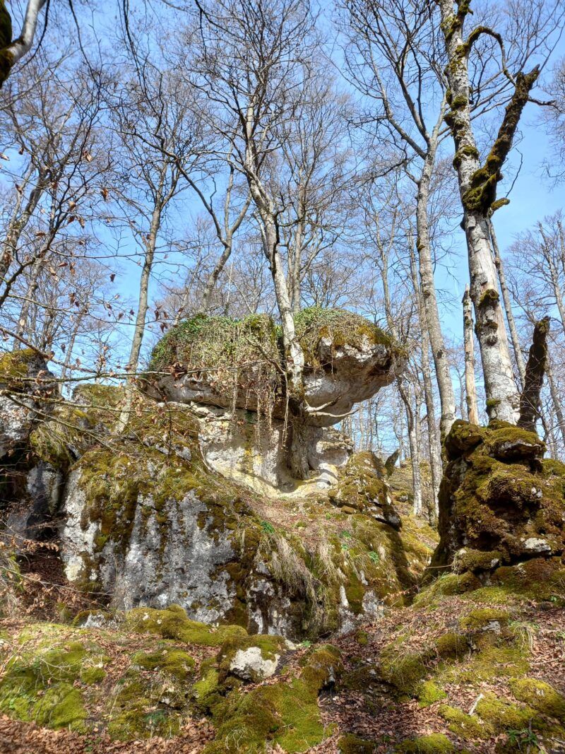 Bosque encantado de Urbasa. Taller Plus 55. Donosti City