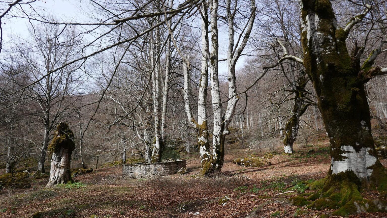 Bosque encantado de Urbasa. Taller Plus 55. Donosti City